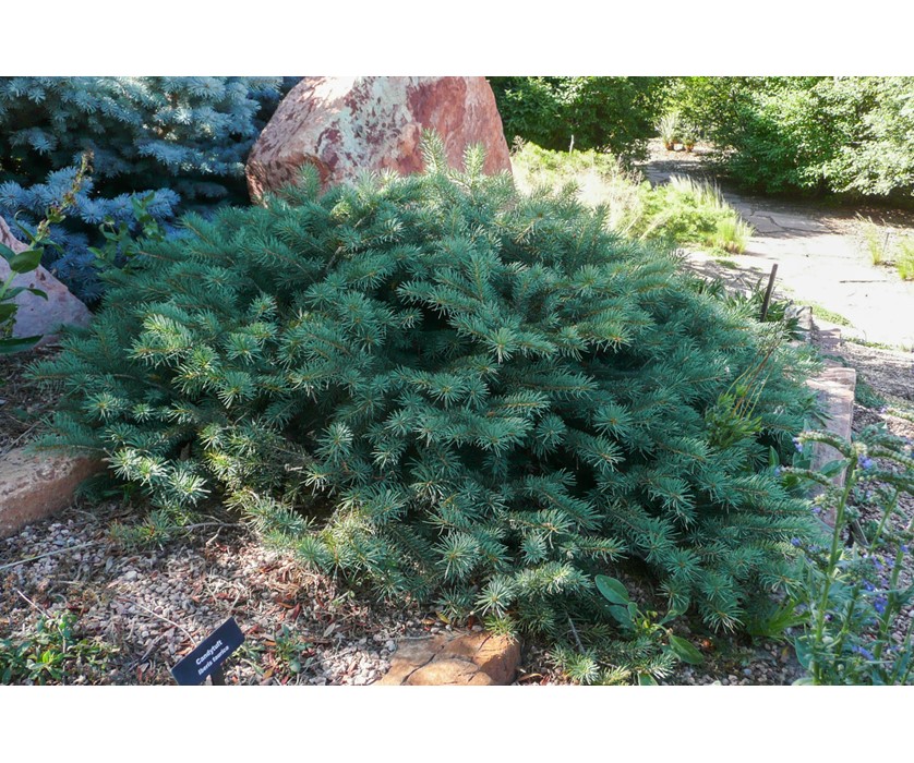 Mesa Verde Spruce